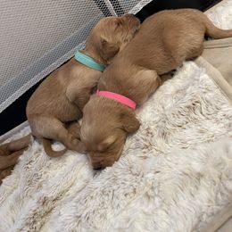 Golden Retriever Puppies from Tradershire Goldens