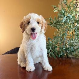 Benedict - Parti male Goldendoodle puppy in Barstow, California from Golden Desert Doodles