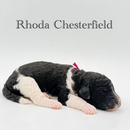 Rhoda Chesterfield - Parti female Goldendoodle puppy in Milford, Pennsylvania from Doodles Are Golden