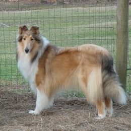 Collies from Diamaund