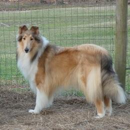 Collies from Diamaund