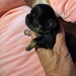 Salsa - Black and tan female Chihuahua puppy in Beaumont, Texas from Anastasia’s Tiny Pupps