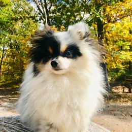 Cricket - Pomeranian