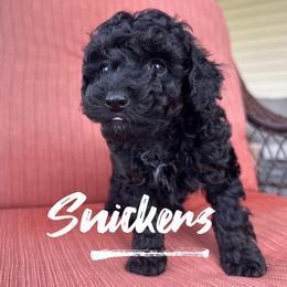 Snickers - Black male Poodle puppy in Salem, Missouri from Meadowbrook Poodles
