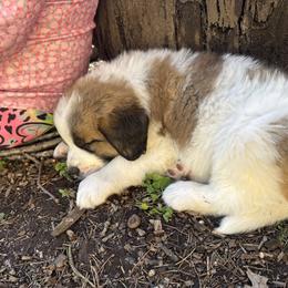 Moose Dark green - Brindle and white male Saint Bernard puppy in Auburn, Washington from Sara’s Saint Bernards