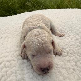 Willow - Apricot female Goldendoodle puppy in Redding, California from O’Hara  Doodles