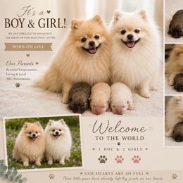 Girl 1 - Cream female Pomeranian puppy in Randleman, North Carolina from Luxurious Poms