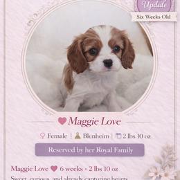 Princess Amore - Blenheim female Cavalier King Charles Spaniel puppy in Mesa, Arizona from Comfort Royalty Cavaliers