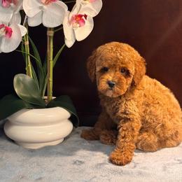 Miley - Red  female Poodle puppy in Davie, Florida from Dave Poodles
