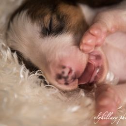 Silken Windhound Puppies from Amethyst Silken Windhounds