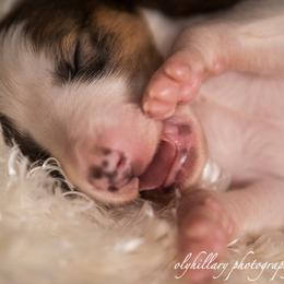 Silken Windhound Puppies from Amethyst Silken Windhounds