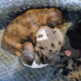 Bonnie - Dapple female Dachshund puppy in Annandale, Minnesota from Weiners on a Hill