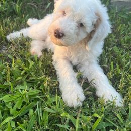 Miniature Australian Shepherd and Poodle Puppies from Triple J Aussies SD