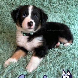 Socks - Black tri female Miniature American Shepherd puppy in Millington, Tennessee from Goading Glee Glade