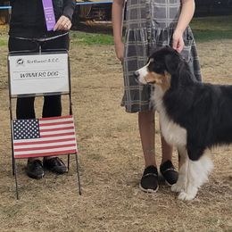 Australian Shepherds from Moonlight Australian Shepherds