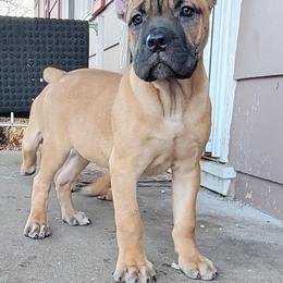 Cane Corso Puppies from Red Wood Cane Corso