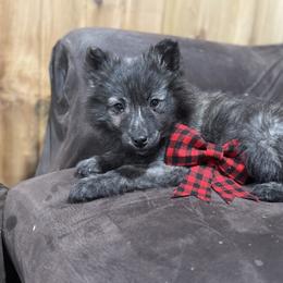 Flint - Gold brindle male Dutch Shepherd puppy in Hastings, Minnesota from Century Hills Farm