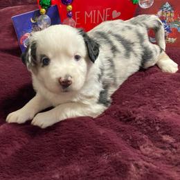 Colette - Blue merle female Miniature Australian Shepherd puppy in Westwego, Louisiana from Connie's American Eskimo Dogs and Mini Australian Shepherd Dogs