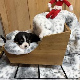 Grey Collar - Black and tan male Pembroke Welsh Corgi puppy in Elberton, Georgia from Lonesome Boone Corgis