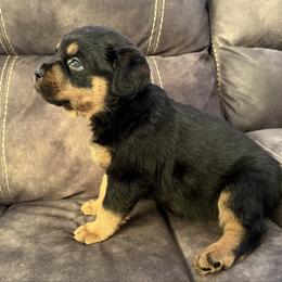 Luna - Black and tan female Rottweiler puppy in Newfoundland, Pennsylvania from Poconopaws