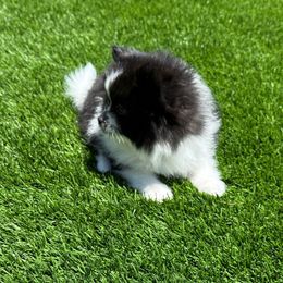 Rouge - Black parti female Pomeranian puppy in Tucson, Arizona from Pomutopia
