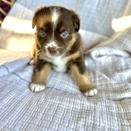 S'mores - Red tri female Miniature Australian Shepherd puppy in Marysville, Indiana from New Market Aussies