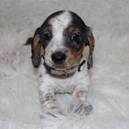 Dapple Piebald Female - Dapple female Dachshund puppy in Lily, Kentucky from Little Acres Miniature Dachshunds