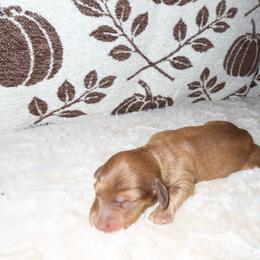 Nugget - Chocolate and tan male Dachshund puppy in Coachella, California from Liliana's Dachshunds