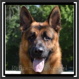 German Shepherd All Grown Up from Refiners Fire Kennel
