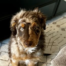 Aussiedoodle and Australian Shepherd Puppies from Autumn's Aussies