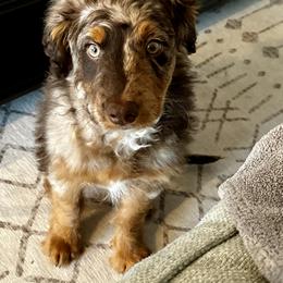 Aussiedoodle and Australian Shepherd Puppies from Autumn's Aussies