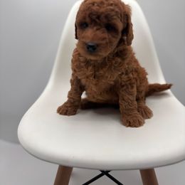 Allie girl - Apricot female Goldendoodle puppy in Creston, Ohio from Mini Doodles Dandy