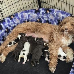 Boy 1 - Chocolate male Australian Labradoodle puppy in Billings, Montana from Doodle Around