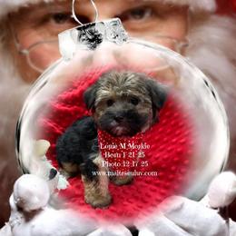 Louie - White male Maltese puppy in Silverhill, Alabama from Malteseuluv’s Tiny Treasurers