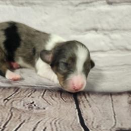 Laney - Dapple female Dachshund puppy in Anaconda, Montana from Williams Family Dachshunds
