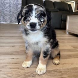 Snickers - Black tri-color female Australian Shepherd puppy in Weeki Wachee, Florida from Ace of Spades Australian Shepherds