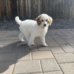 Dottie - Parti female Poodle puppy in Chino Valley, Arizona from Whiskey Row Royals