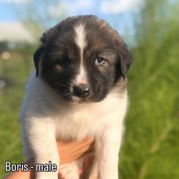 Boris - Tri-color male Karakachan puppy in Hogansville, Georgia from Goshen Highlands