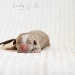 Brown Collar Boy - Caramel ice male Australian Labradoodle puppy in Thousand Oaks, California from Lovely Doodle Lane