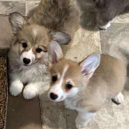 Pembroke Welsh Corgi puppies from Timberside