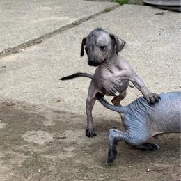 Catwoman - Black white and tan female Xoloitzcuintli puppy in Manitowoc, Wisconsin from Wonderland Kennel