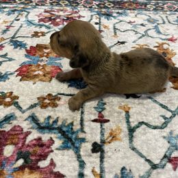 Boudroux - Dapple male Dachshund puppy in Magnolia, Texas from Carrie’s Countryside Dachshunds