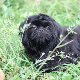 AKC-UKC Espresso - Black and white male Shih Tzu puppy in Cartersville, Georgia from Autumn Breeze Shih Tzus and Friends