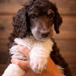 Sonny - Parti male Poodle puppy in Washington, Pennsylvania from Patriotic Poodles