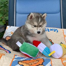 Siberian Husky Puppies from Canace Siberians