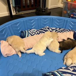 Pomeranian Puppies from Brumback Poms