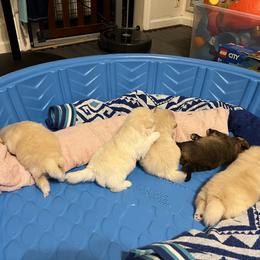 Pomeranian Puppies from Brumback Poms