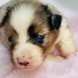 BM - Blue merle female Miniature Australian Shepherd puppy in Luling, Texas from Little Wood Toy and Mini Aussies