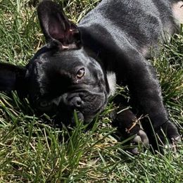 Boston Terriers and French Bulldogs from Pickarts Pups Frenchton and Boston Terrier