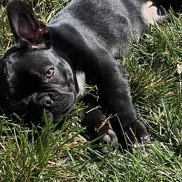 Boston Terriers and French Bulldogs from Pickarts Pups Frenchton and Boston Terrier